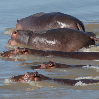 South Luangwa - Hippos
